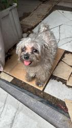 Lost Female Dog last seen aldine bender & henry road, Houston, TX 77060