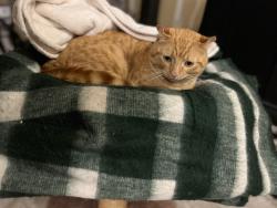 Found/Stray Male Cat last seen 111th Ave NE Kirkland, Kirkland, WA 98033