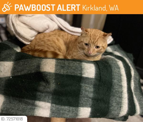 Found/Stray Male Cat last seen 111th Ave NE Kirkland, Kirkland, WA 98033