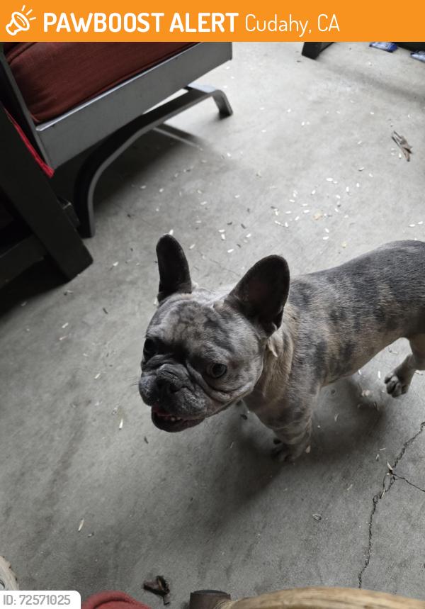 Found/Stray Male Dog last seen Cecilia and river , cudahy ca, Cudahy, CA 90201