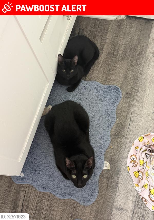 Lost Male Cat last seen Fleetwood apmts , North Richland Hills, TX 76180