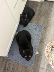 Lost Male Cat last seen Fleetwood apmts , North Richland Hills, TX 76180