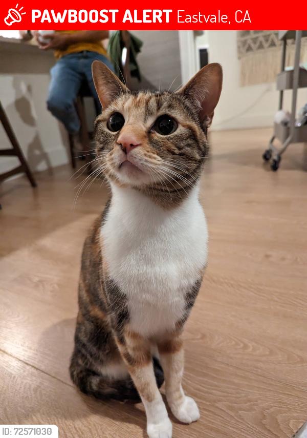 Lost Female Cat last seen Archilbald and Schleisman , Eastvale, CA 92880