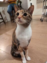 Lost Female Cat last seen Archilbald and Schleisman , Eastvale, CA 92880