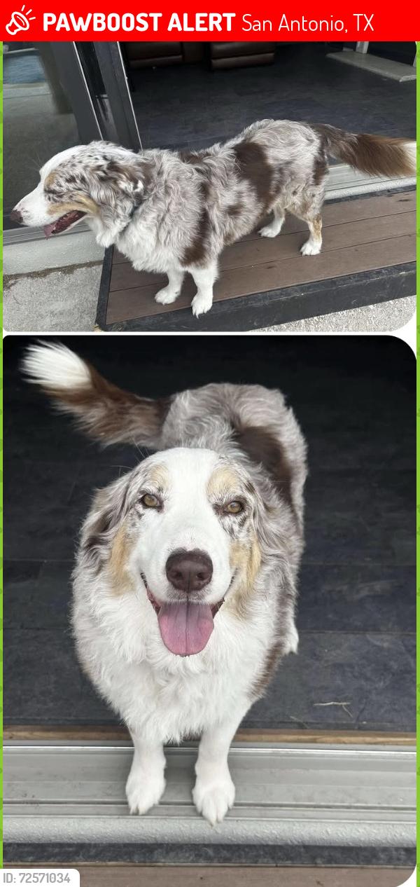 Lost Male Dog last seen Near Wellington in San Antonio tx , San Antonio, TX 78214