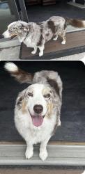 Lost Male Dog last seen Near Wellington in San Antonio tx , San Antonio, TX 78214