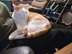 Lost Male Cat last seen Hunter creek lane , Baytown, TX 77521