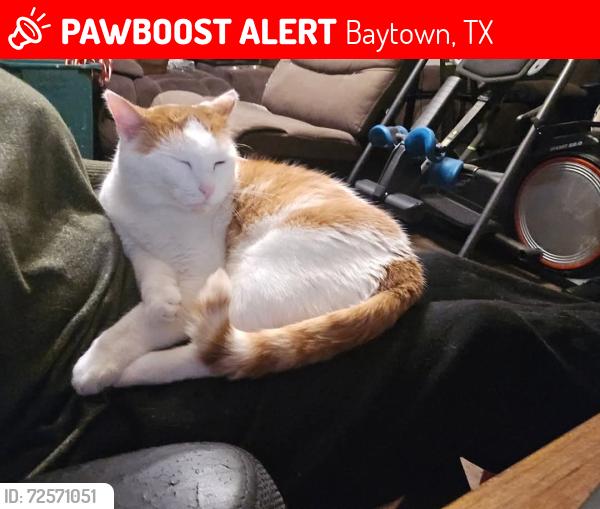 Lost Male Cat last seen Hunter creek lane , Baytown, TX 77521
