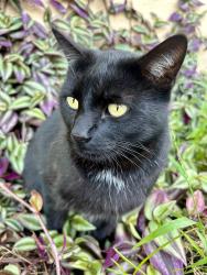 Lost Male Cat last seen Marsh Ave and Carlos Ct , Chino, CA 91710