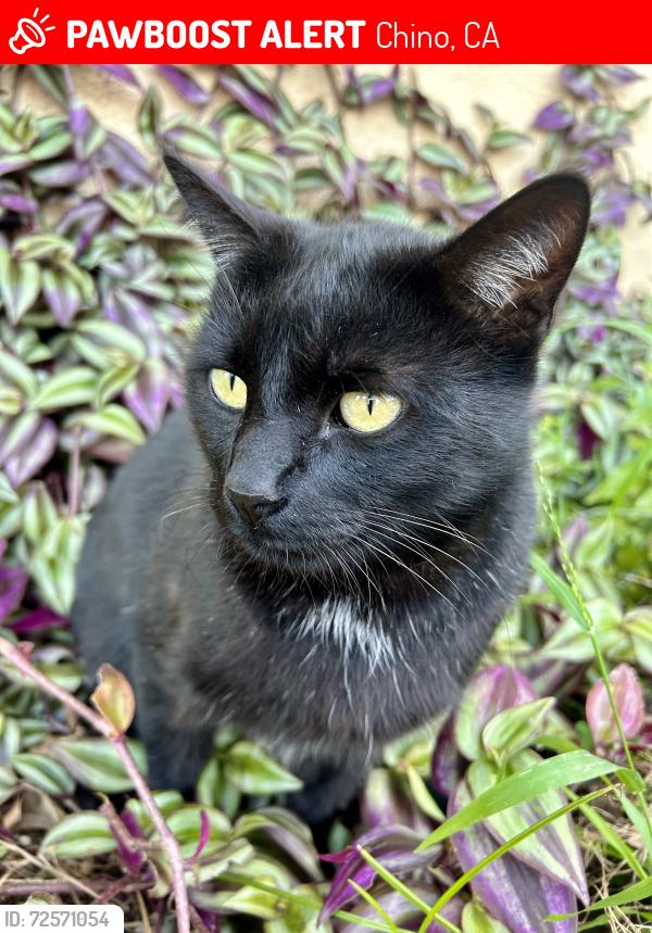 Lost Male Cat last seen Marsh Ave and Carlos Ct , Chino, CA 91710