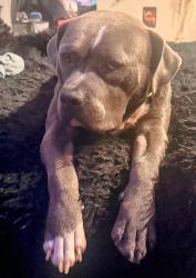 Lost Male Dog last seen 23rd and southwest blvd , Tulsa, OK 74107