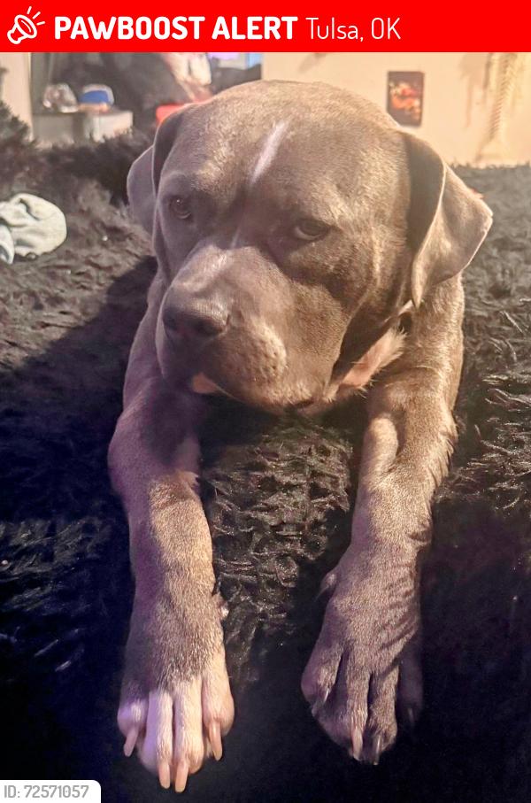 Lost Male Dog last seen 23rd and southwest blvd , Tulsa, OK 74107