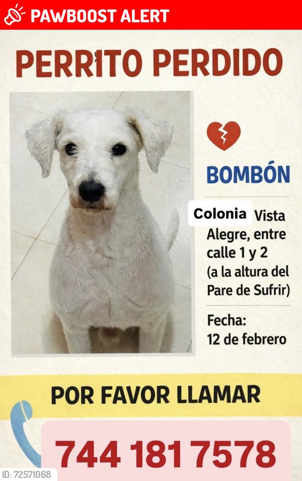Lost Male Dog last seen Entre calle 1 y 1 , Acapulco de Juárez, Gro. 