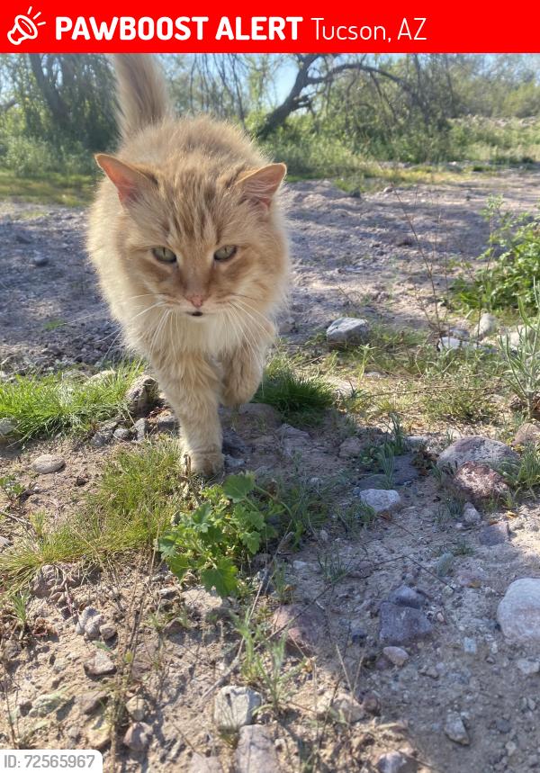 Lost Male Cat last seen E boop rd and aldon rd, Tucson, AZ 85746