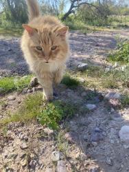 Lost Male Cat last seen E boop rd and aldon rd, Tucson, AZ 85746