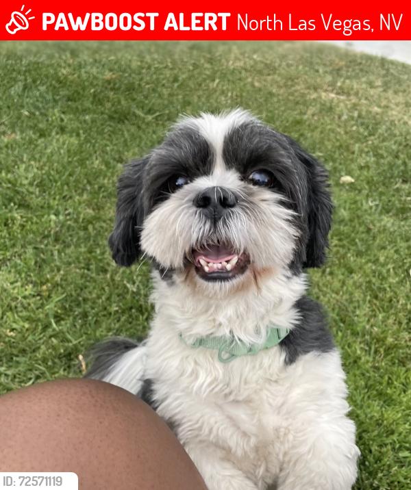 North Las Vegas, NV Lost Male Dog, Onyx Is Missing | PawBoost