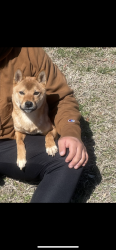 Lost Male Dog last seen Near Hartford street Winston Salem North Carolina 27106, Winston-Salem, NC 27106