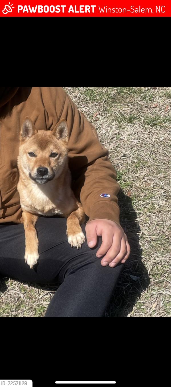 Lost Male Dog last seen Near Hartford street Winston Salem North Carolina 27106, Winston-Salem, NC 27106