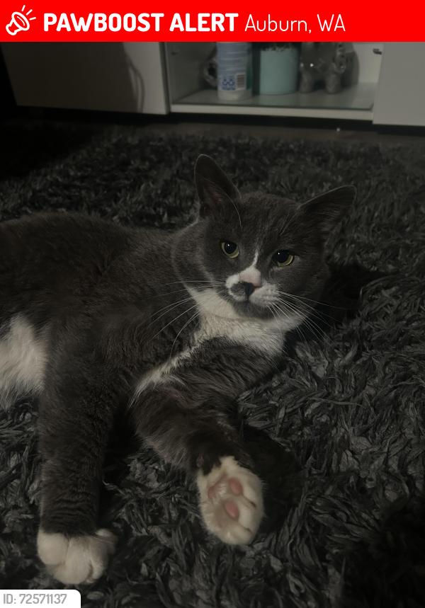 Lost Male Cat last seen Near SE 312th St Auburn, WA  98092 United States, Auburn, WA 98092