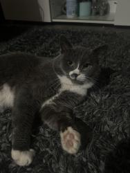 Lost Male Cat last seen Near SE 312th St Auburn, WA  98092 United States, Auburn, WA 98092