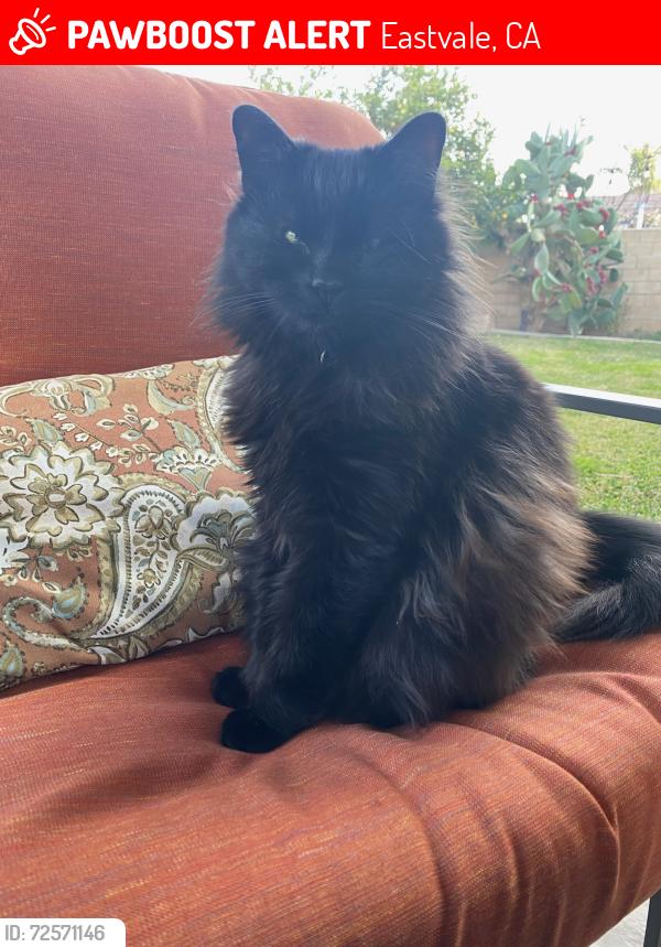 Lost Male Cat last seen Scholar way  Altair ct, Eastvale, CA 92880