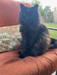 Lost Male Cat last seen Scholar way  Altair ct, Eastvale, CA 92880