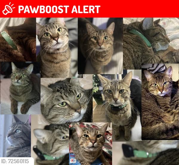 Lost Male Cat last seen 48th Ave W, Mountlake Terrace, WA 98043
