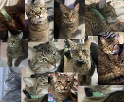 Lost Male Cat last seen 48th Ave W, Mountlake Terrace, WA 98043