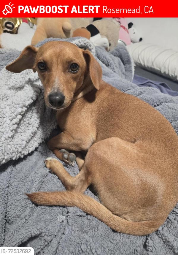 Lost Male Dog last seen By DMV el monte, Rosemead, CA 91770