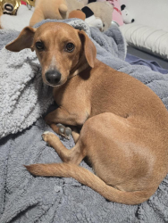 Lost Male Dog last seen By DMV el monte, Rosemead, CA 91770