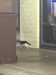 Found/Stray Unknown Cat last seen Nugget Market, Davis, CA 95616