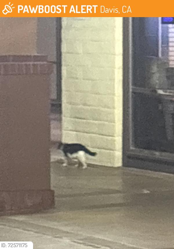 Found/Stray Unknown Cat last seen Nugget Market, Davis, CA 95616