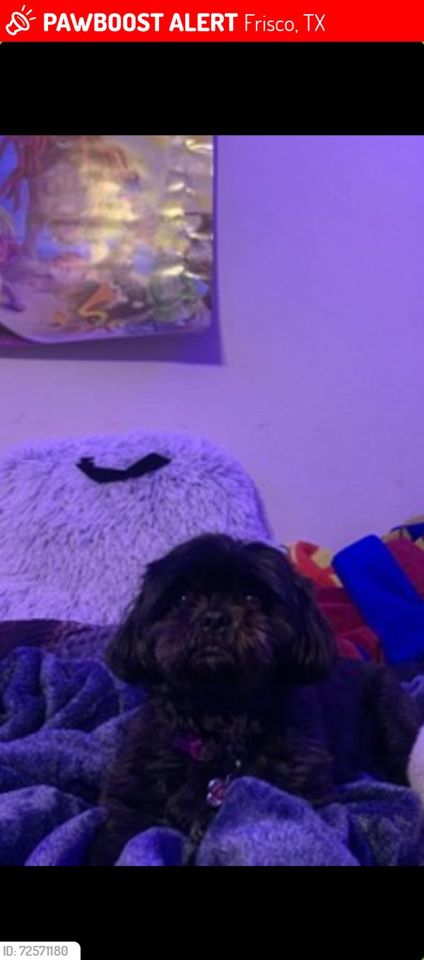 Lost Female Dog last seen Main St/Legacy, Frisco, TX 75034
