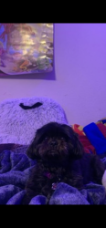 Lost Female Dog last seen Main St/Legacy, Frisco, TX 75034