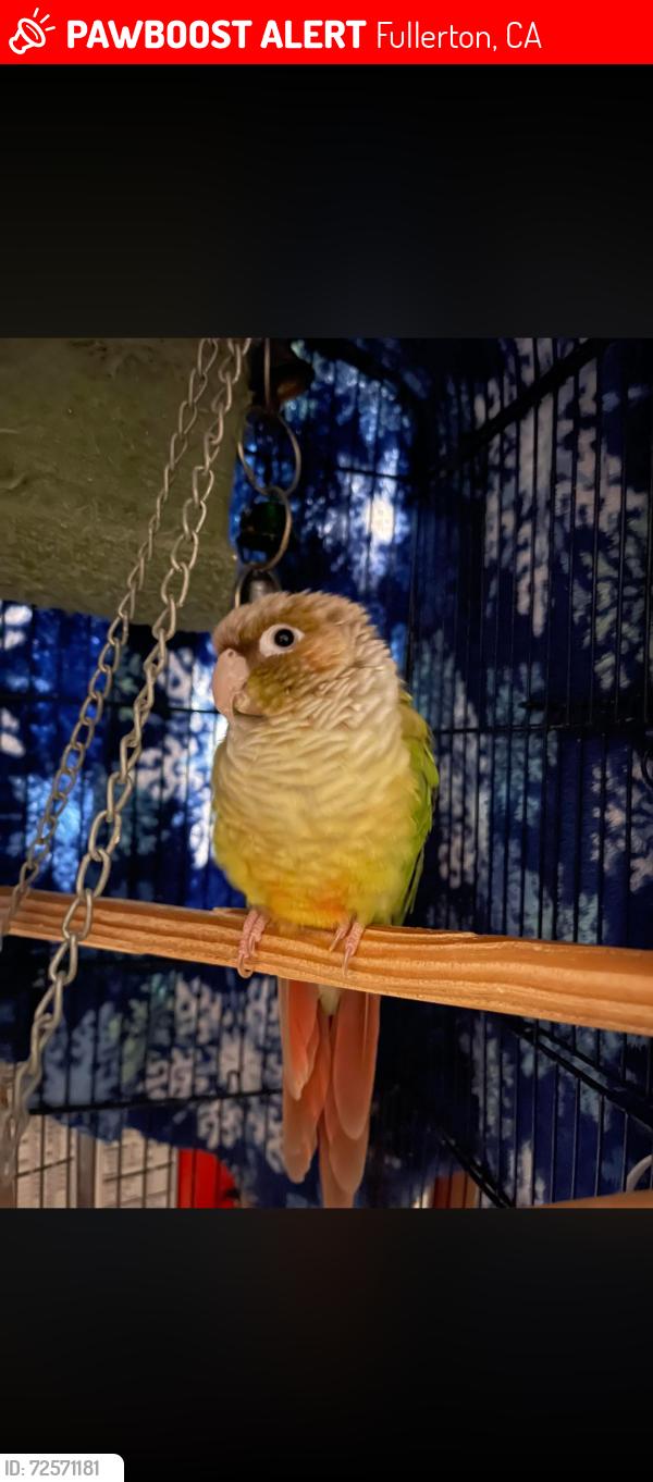 Lost Male Bird last seen Knepp & richman ave by richman elementary school , Fullerton, CA 92832