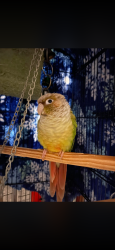 Lost Male Bird last seen Knepp & richman ave by richman elementary school , Fullerton, CA 92832