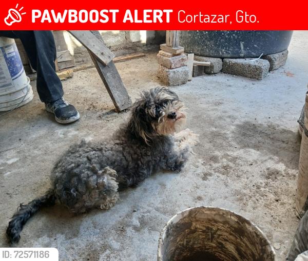 Lost Female Dog last seen Prolongación rosales , Cortazar, Gto. 38349