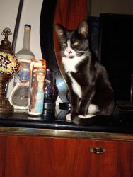 Lost Female Cat last seen 38th Ave and Brighton Blvd, Denver, CO 80216