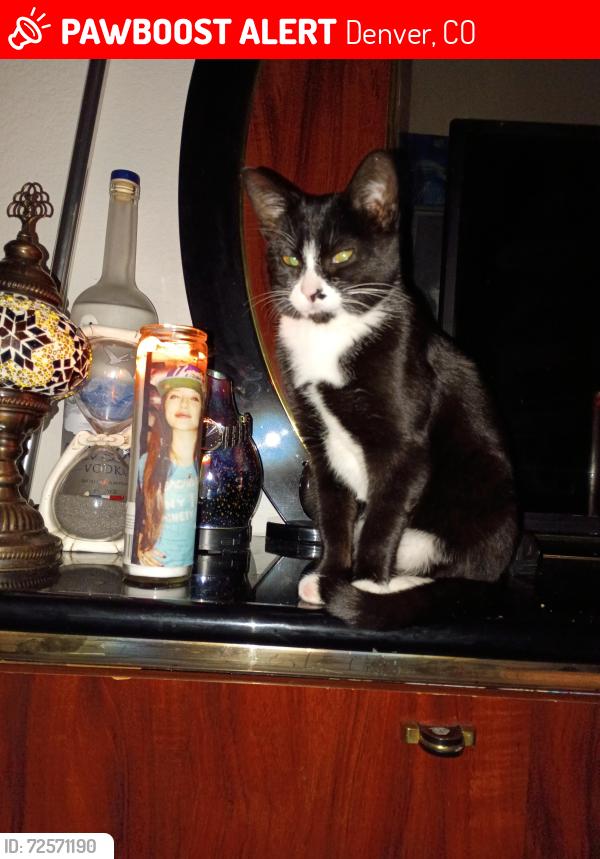 Lost Female Cat last seen 38th Ave and Brighton Blvd, Denver, CO 80216