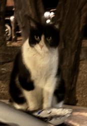 Lost Female Cat last seen Palo Verde Avenue & E 28th Street / Julia Keen neighborhood  just south of Reid Park, Tucson, AZ 85713
