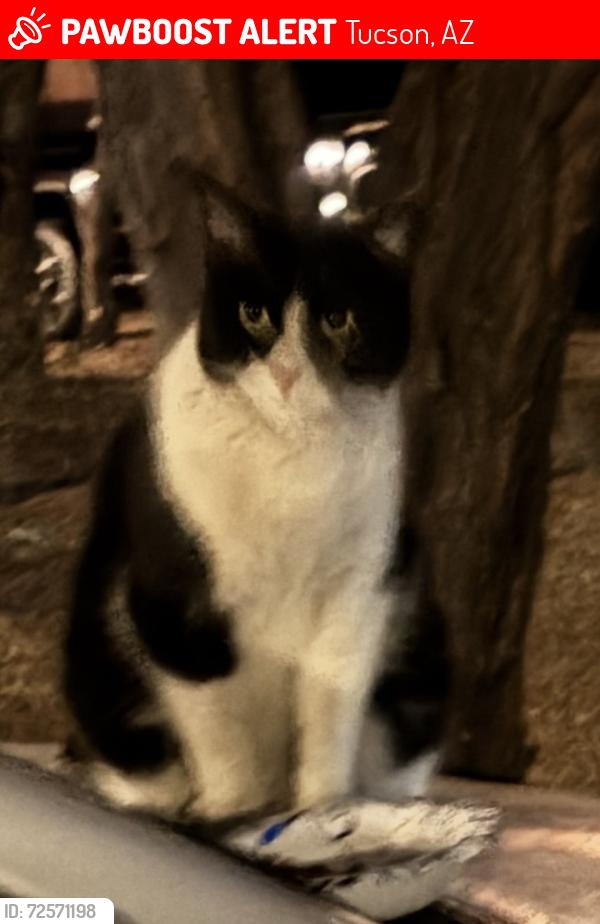 Lost Female Cat last seen Palo Verde Avenue & E 28th Street / Julia Keen neighborhood  just south of Reid Park, Tucson, AZ 85713