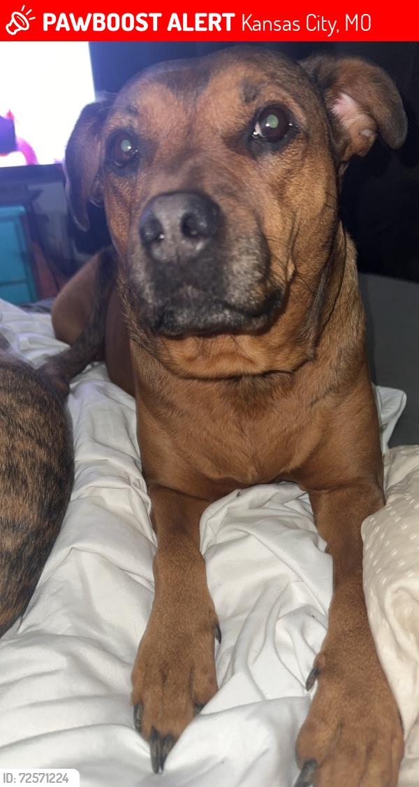 Lost Female Dog last seen Eeing, Kansas City, MO 64134