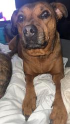 Lost Female Dog last seen Eeing, Kansas City, MO 64134