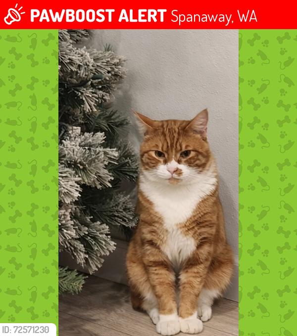 Lost Male Cat last seen 153rd st ct e, Spanaway, WA 98445