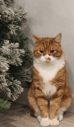 Lost Male Cat last seen 153rd st ct e, Spanaway, WA 98445