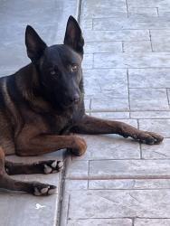 Lost Male Dog last seen Near Genevieve St San Bernardino C, San Bernardino, CA 92405