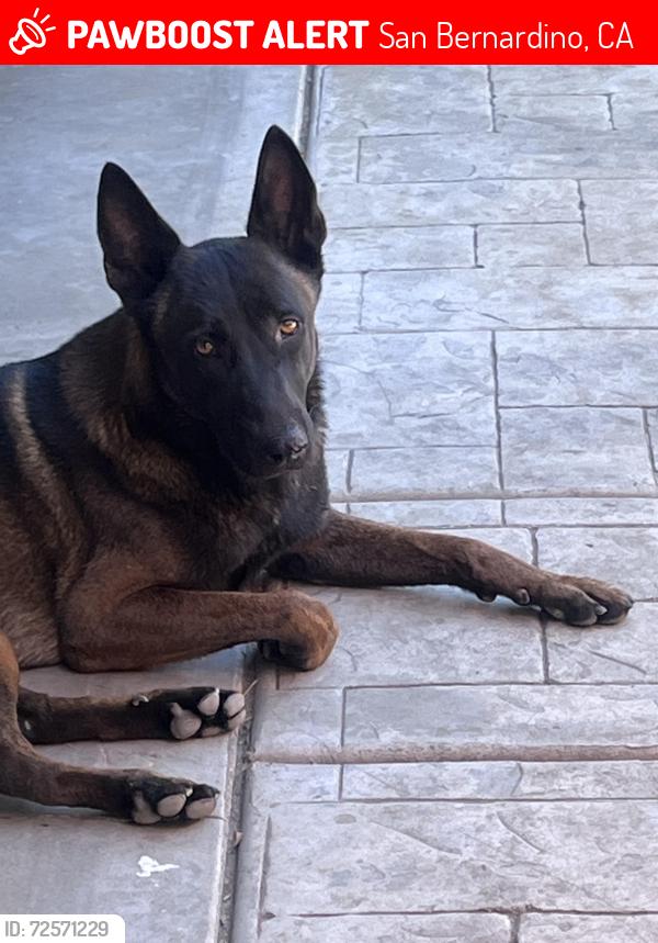 Lost Male Dog last seen Near Genevieve St San Bernardino C, San Bernardino, CA 92405