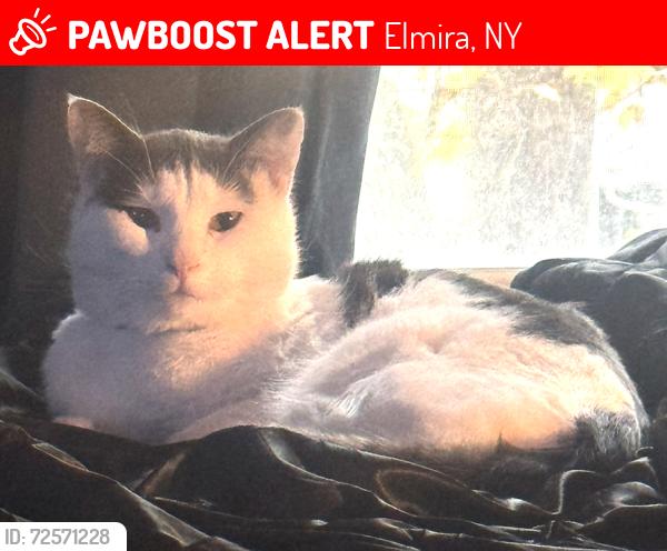 Lost Male Cat last seen Roe Ave, Arnot hosp, Washington Ave, Lucky Deli, 7-11 store, Grove Park, Elmira, NY 14901