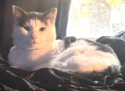Lost Male Cat last seen Roe Ave, Arnot hosp, Washington Ave, Lucky Deli, 7-11 store, Grove Park, Elmira, NY 14901