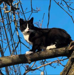 Lost Female Cat last seen Satterie Avenue, Horton Avenue, sunrise highway, Gries park, East New York Avenue, Valley Stream, NY 11580